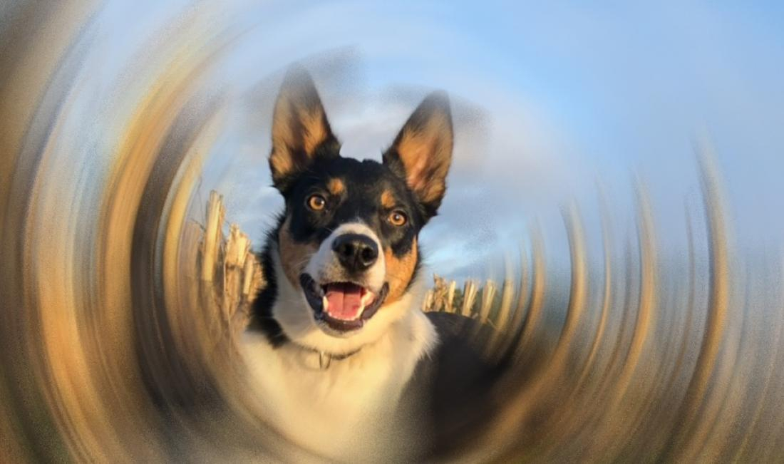 Hibbelige Hunde 